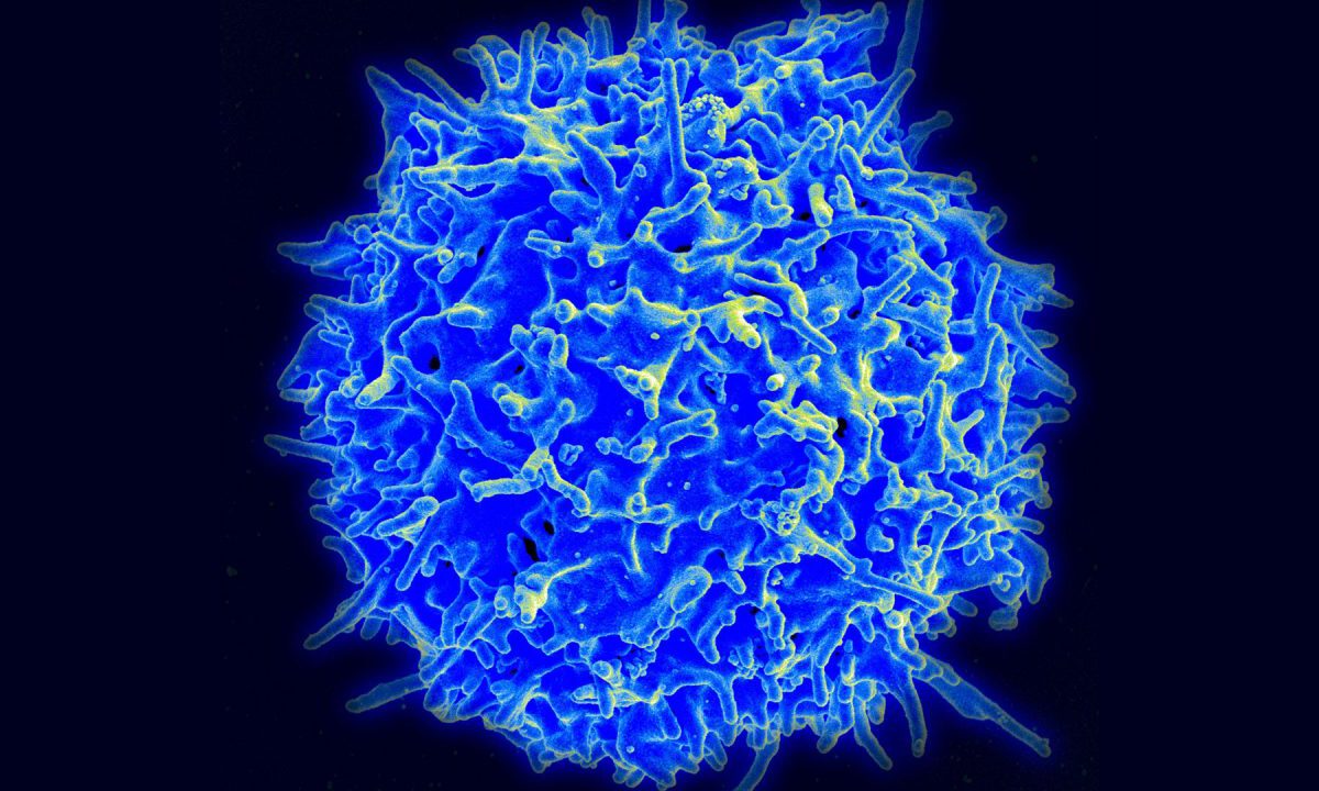 How the body balances its immune system