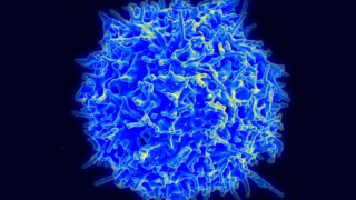 How the body balances its immune system